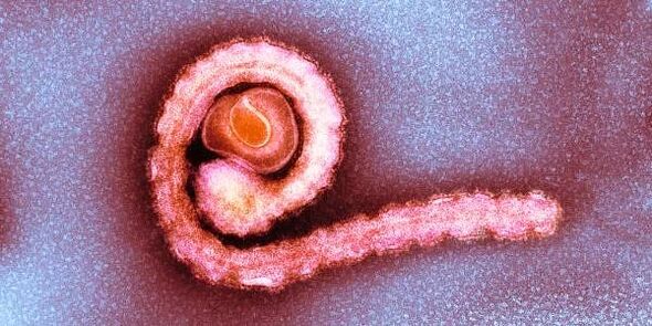 Адам ағзасындағы ергежейлі