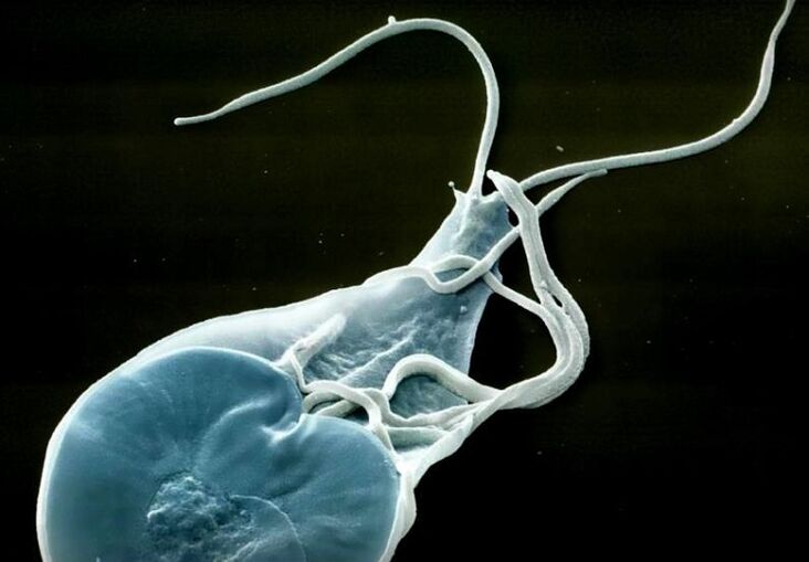 Адамдардағы ішек ламблиясы